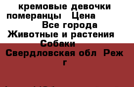 кремовые девочки померанцы › Цена ­ 30 000 - Все города Животные и растения » Собаки   . Свердловская обл.,Реж г.